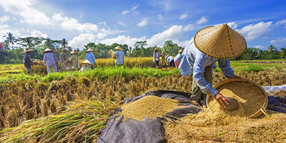 bali - bali_rismarker_subak system_01