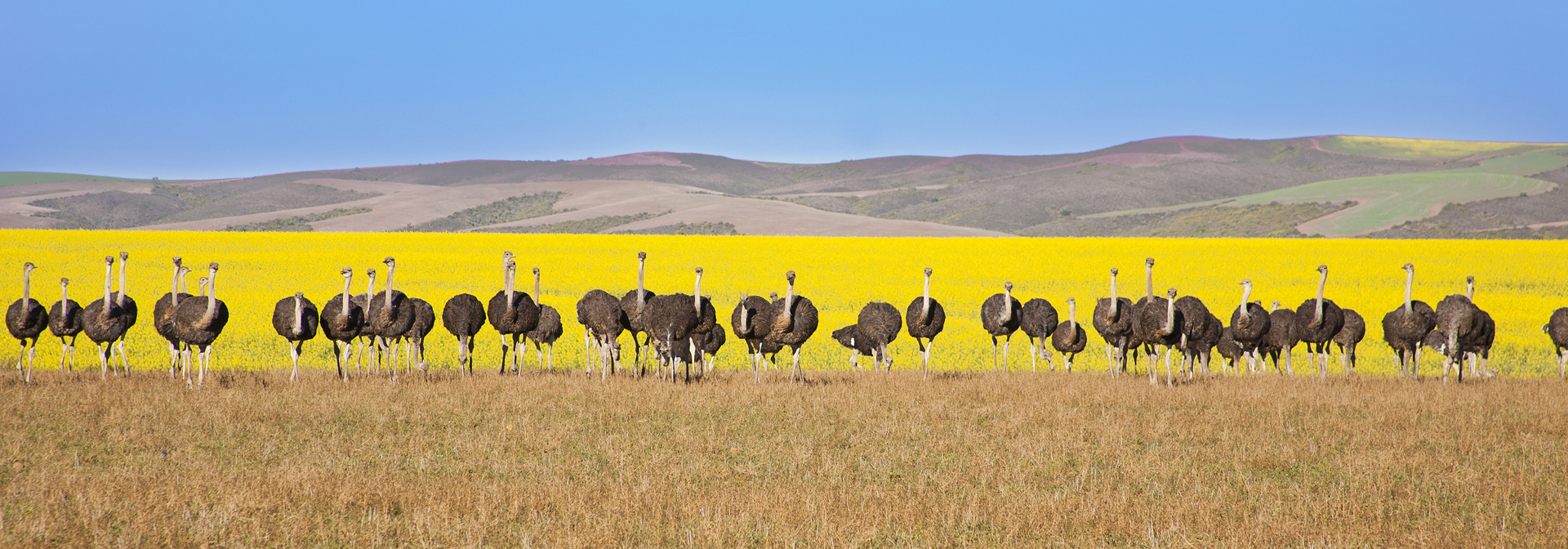 sydafrika - sydafrika_natur_struds_04