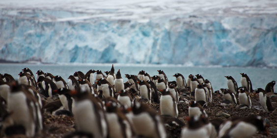 Yankee Harbour Penguins