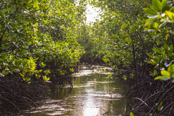 zanzibar_udflugt_mangrove_03
