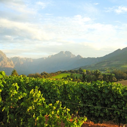 sydafrika - stellenbosch_vinmark_01