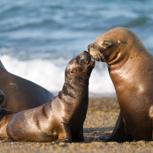 Puerto Madryn Valdes Søløver 1029596416