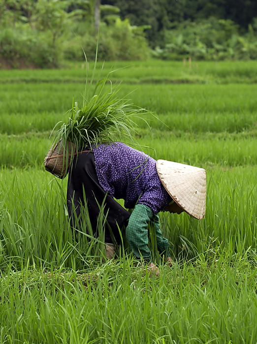 Vietnam - vietnam_befolkning_kvinde_rismark_01