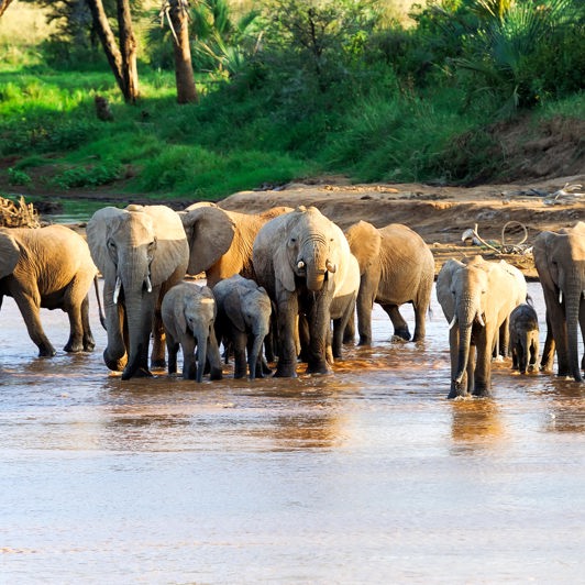 sydafrika - elephant national park_elefant_05