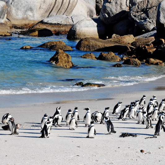 sydafrika - cape town_boulders beach_pingvin_08
