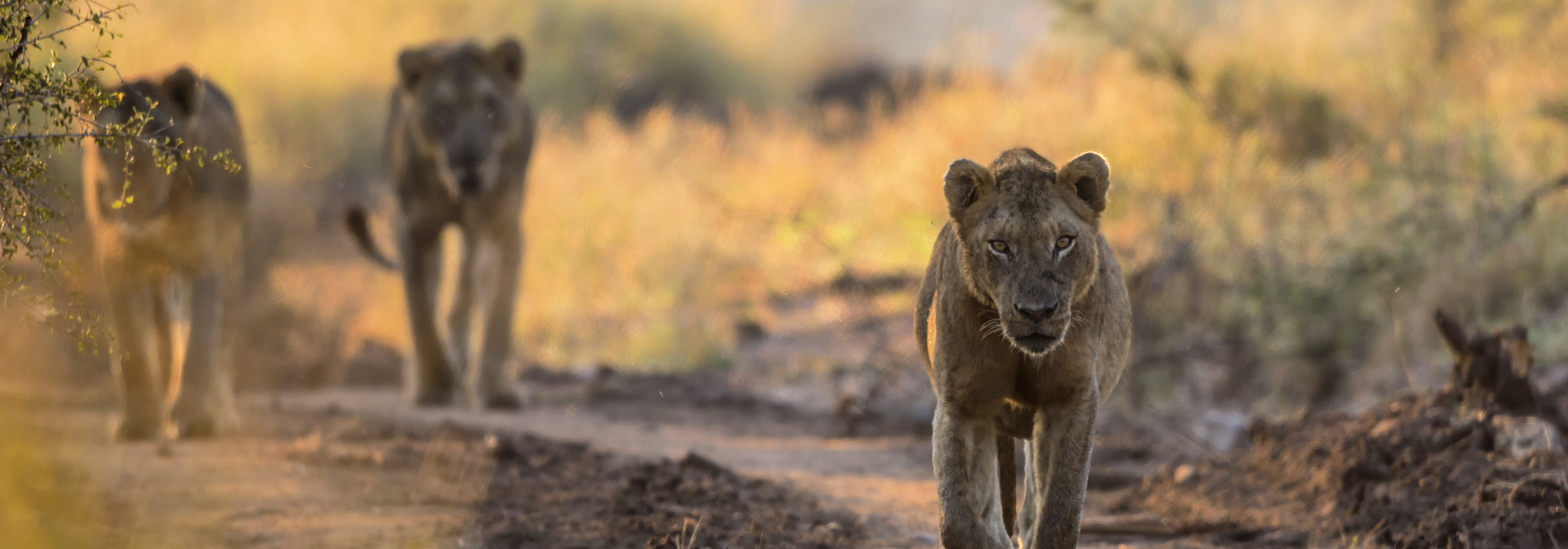 sydafrika - sydafrika_natur_loeve_06