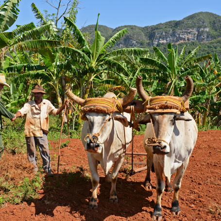 cuba - vinales bonde