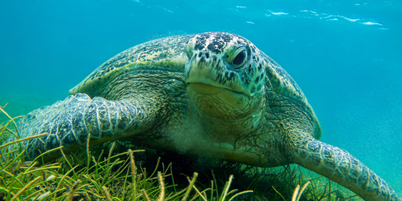 Madagascar Green Skildpadde Shutterstock 2415512863