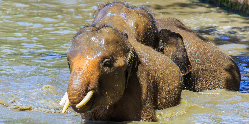 borneo_pygmy elefant_02