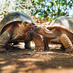 Mauritius Skildpadde 2248593651