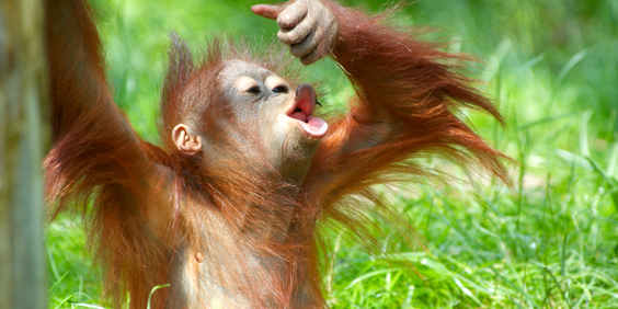 sepilok_orangutan centre_09