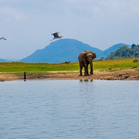 Gal Oya National Park Elefant Ved Sø 01