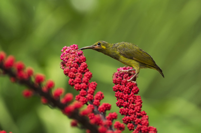 kinabalu national park_fugl_01