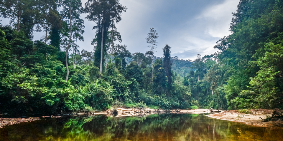 Taman Negara Jungle