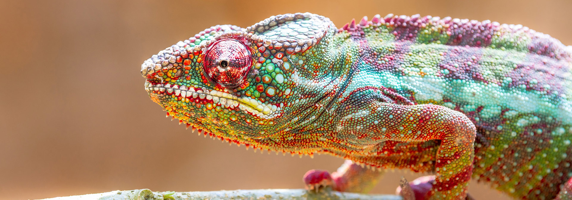 Leopard Chameleon