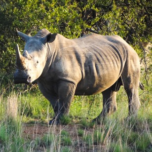 sydafrika - sydafrika_natur_naesehorn_02