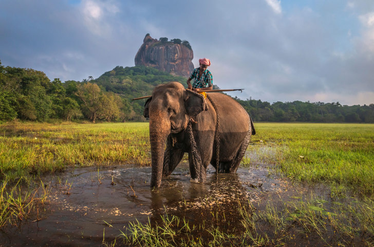 Sigiriya Rock Sri Lanka Elefant