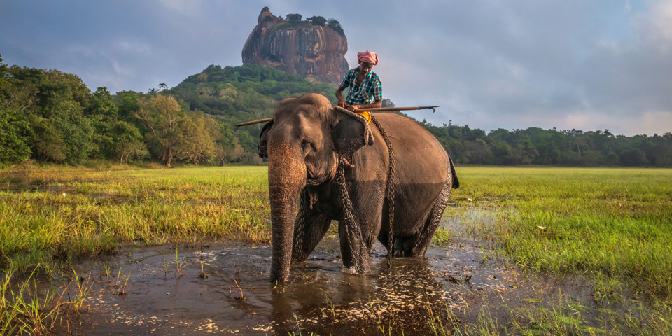 Sigiriya Rock Sri Lanka Elefant