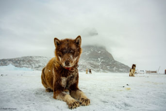 Uummannaq Hund 01