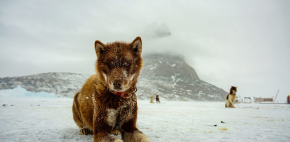 Uummannaq Hund 01