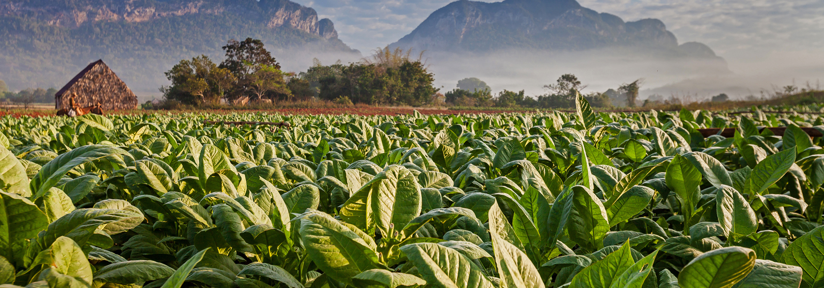 cuba - vinales_udsigt_09