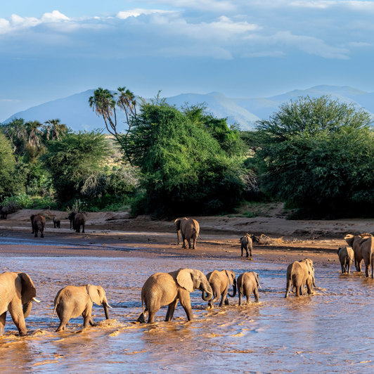 Kenya Samburu National Park Elefanter I Flod