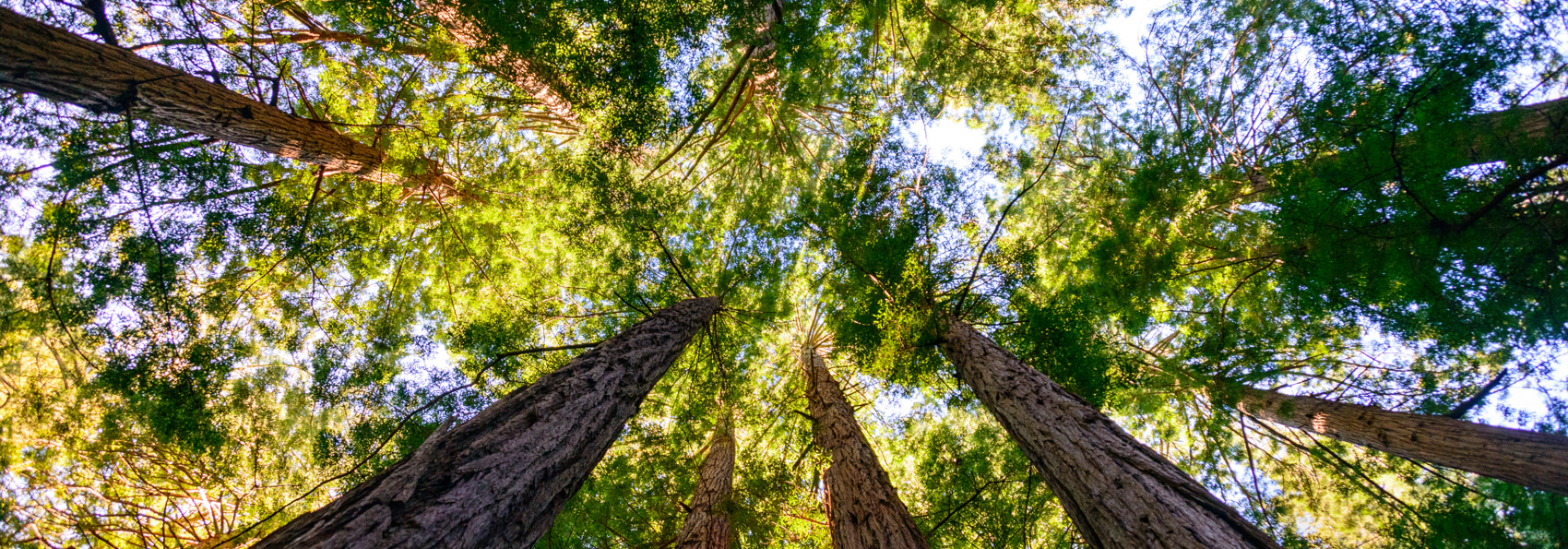 usa - californien_skov_muir woods_05