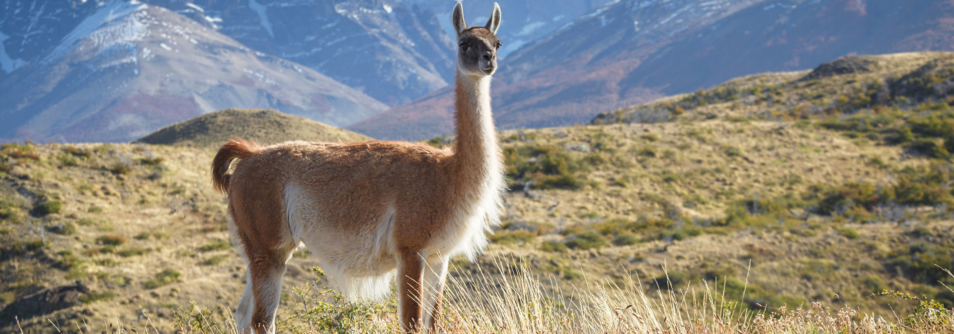 Puerto Natales Guanaco 280431626