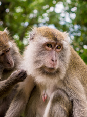 bako national park_02