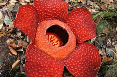 malaysia/borneo - borneo_rafflesia_blomst_02