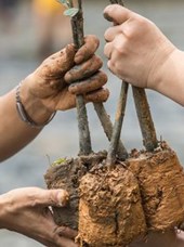 Mangrove Plantning Khanom