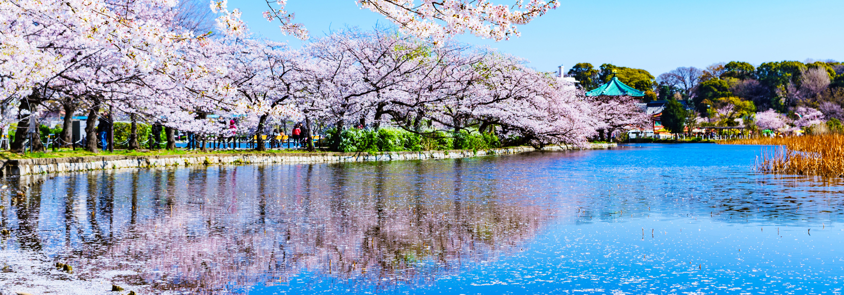 Ueno Park Kirsebærtræer