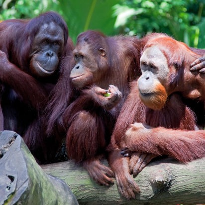 malaysia/borneo - borneo_orangutang_04