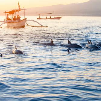 Bali Lovina Delfin Safari