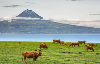 sao jorge_landbrug_ko_02