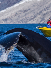 Nuuk Hvalsafari Udflugt 03