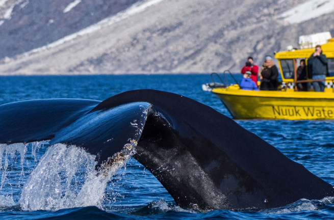 Nuuk Hvalsafari Udflugt 03