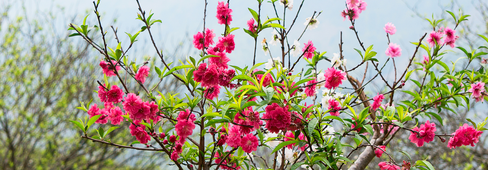 vietnam - nghia lo_natur_01