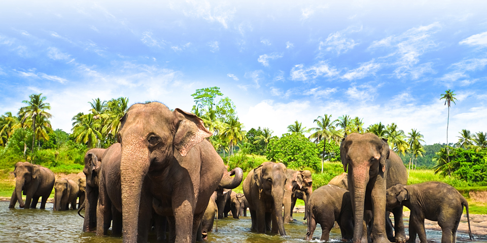 sri lanka - minneriya nationalpark_elefant_07