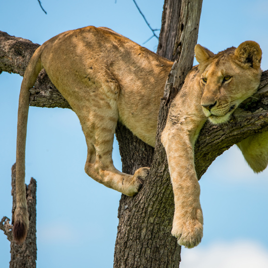 Masai Mara National Park 