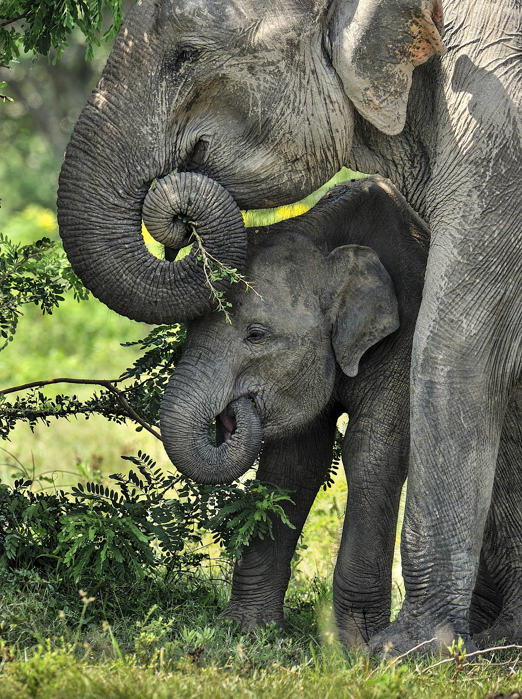 Minneriya National Park Elefanter 01