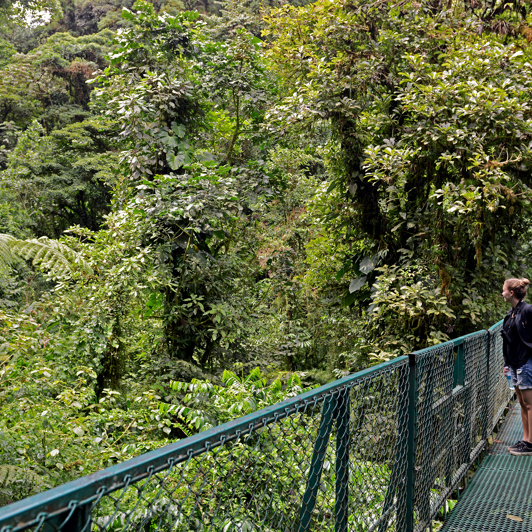 costa rica - monteverde_jungle_haengende_bro_07