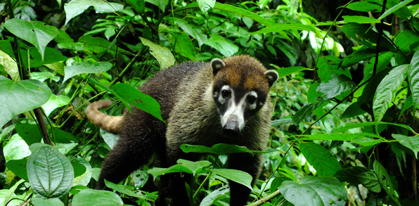 Cahuita National Park Vandring 01