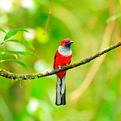 Whitehead Trogon