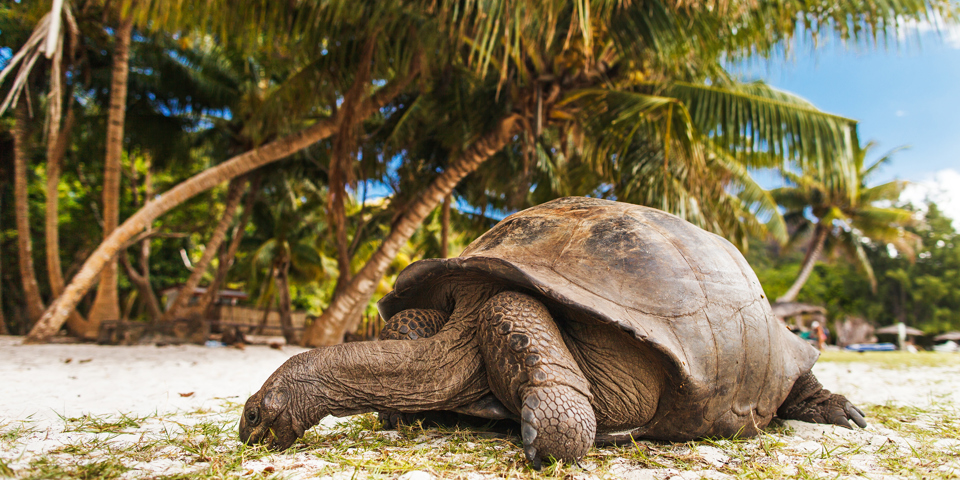 galapagos_skildpadde_25