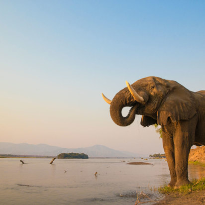 Elefant Zambezi Floden