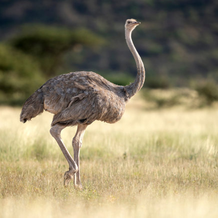 Samburu National Park