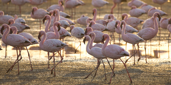 walvis bay_flamingo_01