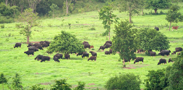 Kui Buri National Park Hua Hin