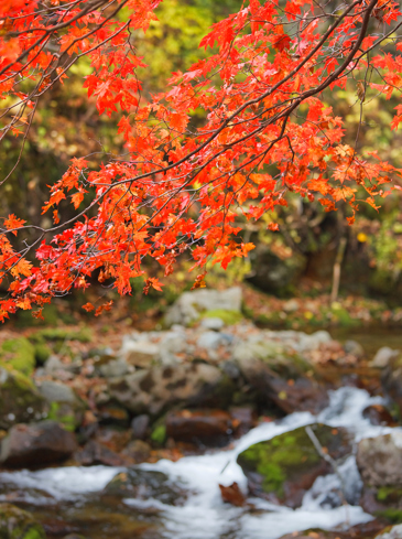 japan - kyoto_roed ahorntrae_05_hf